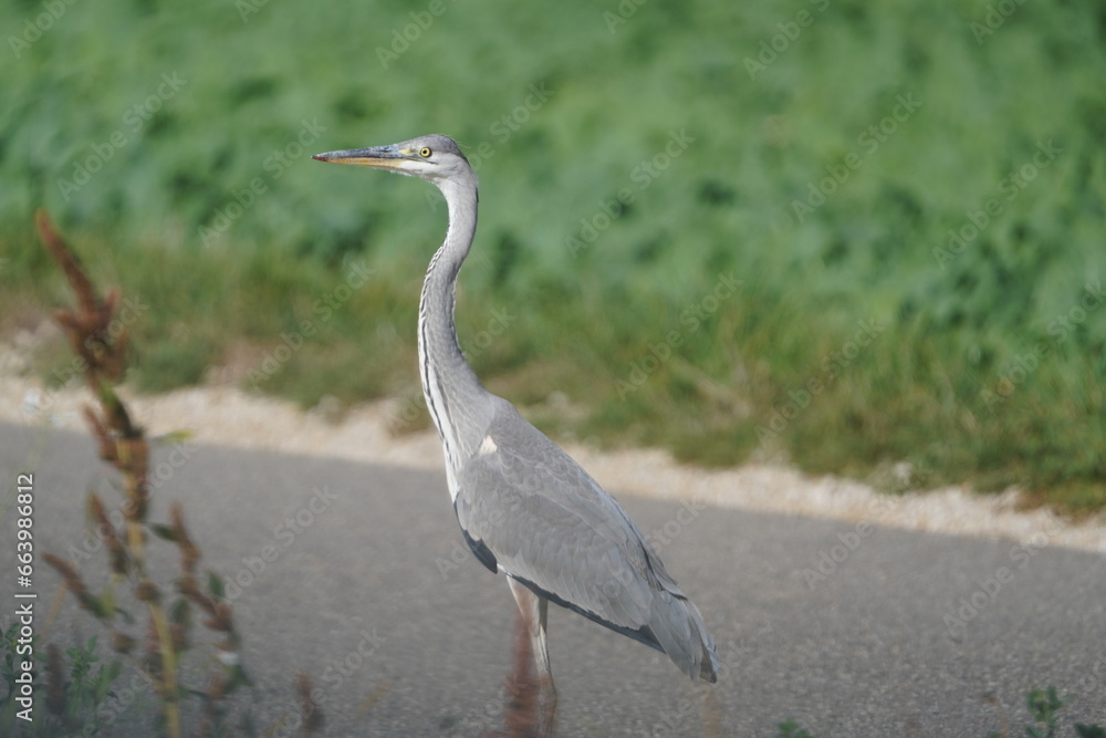 Gray Heron sitting in green field Gray Heron sitting in green field