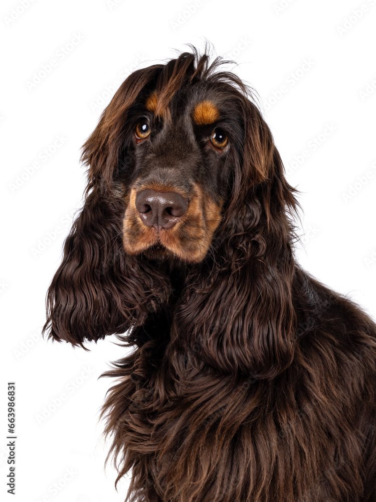 Head shot of young adult choc and tan Cocker Spaniel dog, sitting up and looking towards camera. Without tongue. Isolated on a white background. Head shot of young adult choc and tan Cocker Spaniel dog, sitting up and looking towards camera. Without tongue. Isolated on a white background.