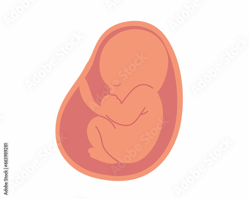 Baby in womb embryo and umbilical cord Pregnancy and health of mother and baby inside.