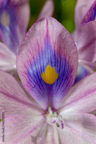 Fototapeta Naklejka Na Ścianę i Meble -  water hyacinths (Eichhornia azurea), gently purple asymmetric aquatic plant flower