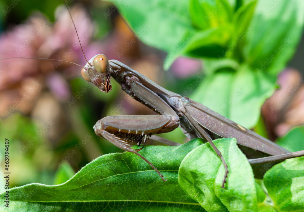 Hierodula transcaucasica - invasive species of mantis in Ukraine on a green leaf Hierodula transcaucasica - invasive species of mantis in Ukraine on a green leaf