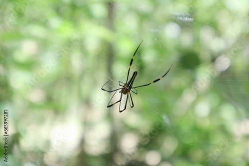 Soft focus view a Giant golden orb weaver spider catching a flying insect