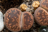 Mesembs (Lithops aucampia) South African plant from Namibia