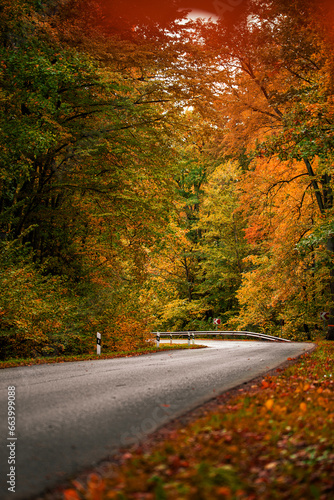 
road in the autumn forest