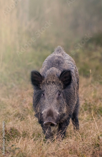 Incredible close up of a massive wild boar standing in an alpine glade at dusk and looking straight into camera, Alps Mountains, Italy. Sus scrofa.