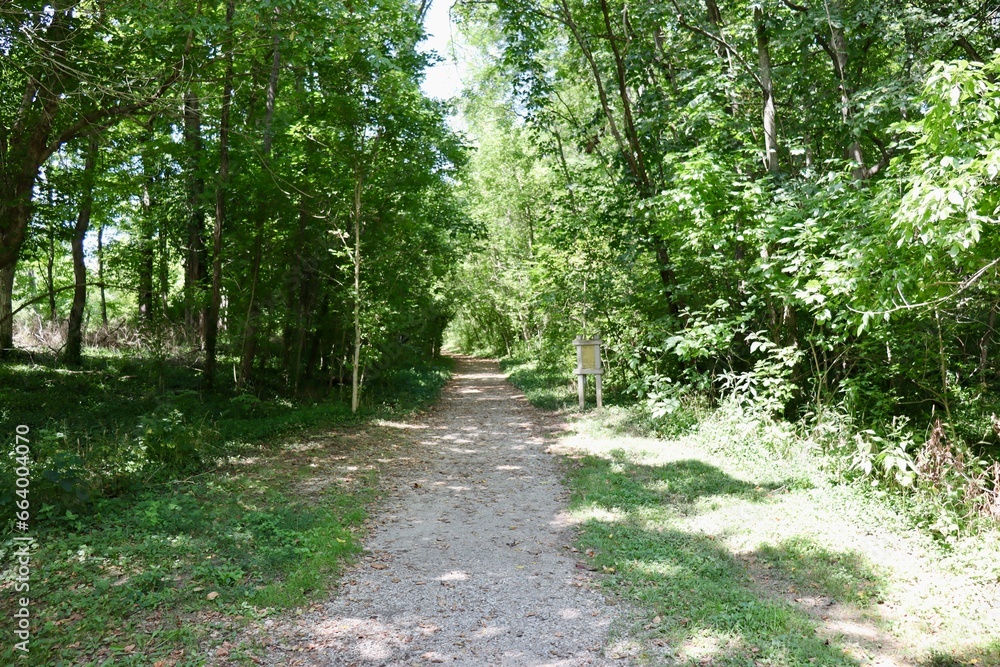 Fototapeta premium The long empty trail in the forest on a sunny day.