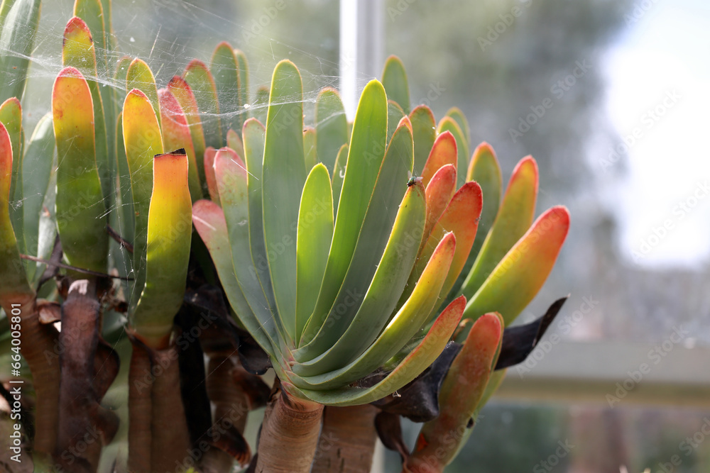 Close up photo of  fan-aloe os Kumara plicatilis, formerly Aloe plicatilis plant with spider web. - obrazy, fototapety, plakaty 
