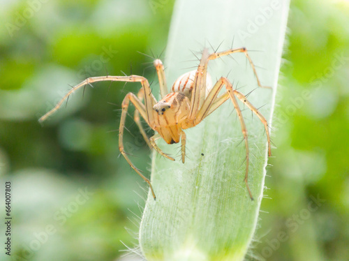 The spider, which has the Latin name Oxyopes salticus, is crawling in the wild grass.