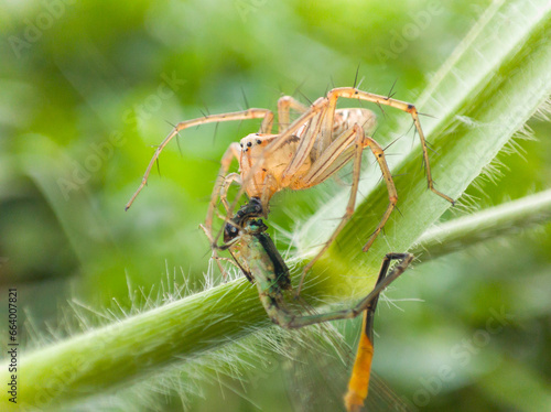 Oxyopes salticus is a species of spider belonging to the Oxyopidae family. who are preying on small dragonflies.