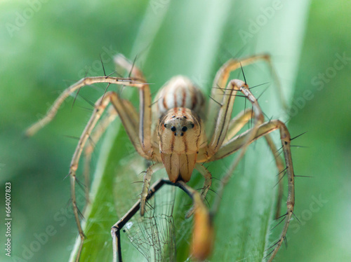 Oxyopes salticus is a species of spider belonging to the Oxyopidae family. who are preying on small dragonflies.