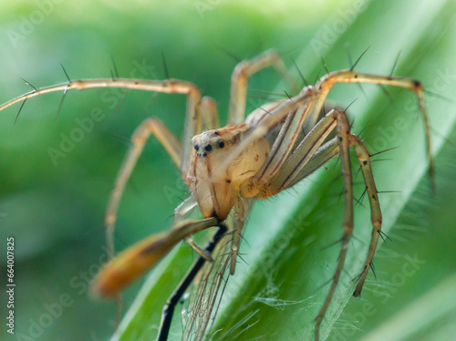 Oxyopes salticus is a species of spider belonging to the Oxyopidae family. who are preying on small dragonflies.