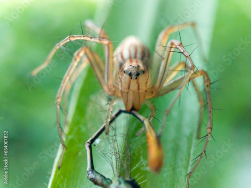 Oxyopes salticus is a species of spider belonging to the Oxyopidae family. who are preying on small dragonflies.