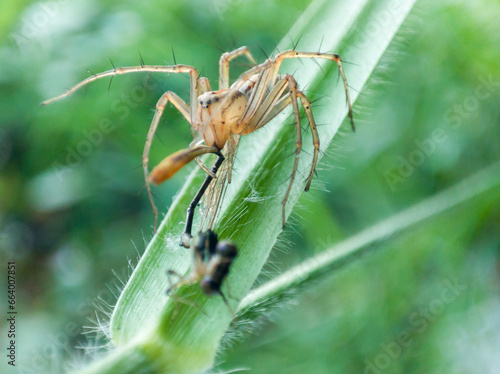 Oxyopes salticus is a species of spider belonging to the Oxyopidae family. who are preying on small dragonflies.