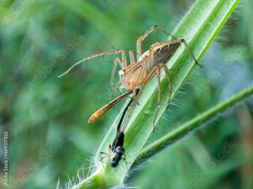 Oxyopes salticus is a species of spider belonging to the Oxyopidae family. who are preying on small dragonflies.