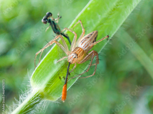 Oxyopes salticus is a species of spider belonging to the Oxyopidae family. who are preying on small dragonflies.