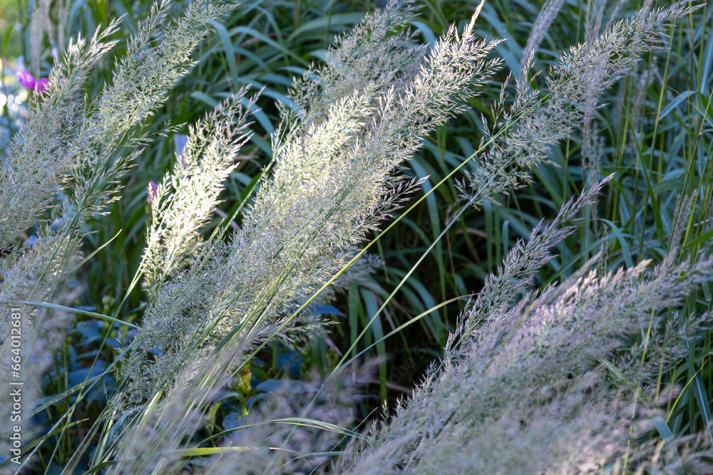 Full frame macro texture background of white color ornamental feather reed grass (calamagrostis brachytricha) in bloom