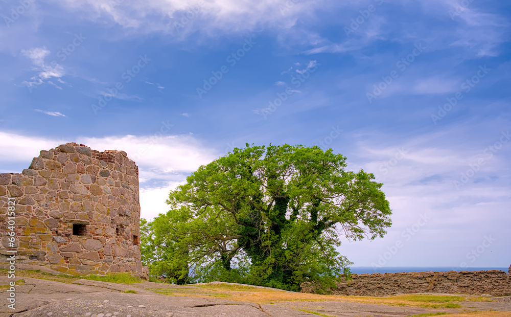 the trees near  the ruin of the ancient castle Hammershus in the north of Bornholm, Denmark