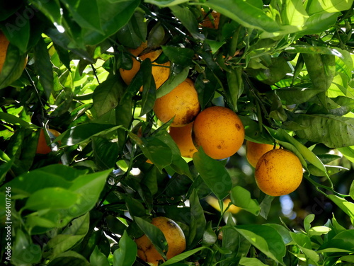 Bitter orange : Fruit of citrus aurantium in La Reunion in the tree photo