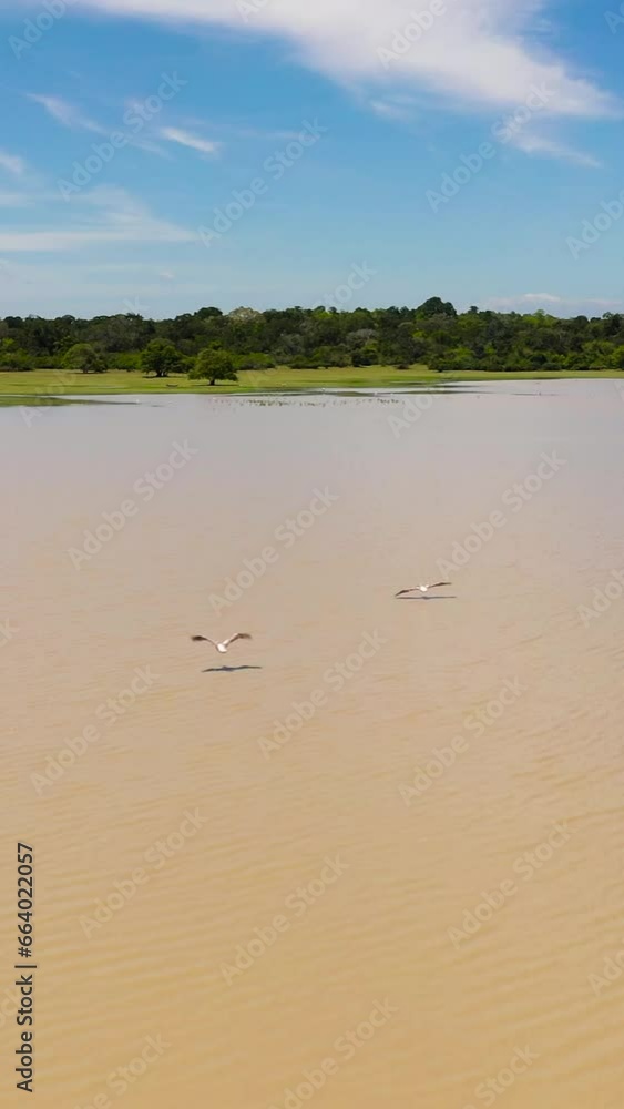 Aerial drone of lake in the middle of the jungle, the natural habitat of wild animals in Sri Lanka. Aerial drone of lake in the middle of the jungle, the natural habitat of wild animals in Sri Lanka.