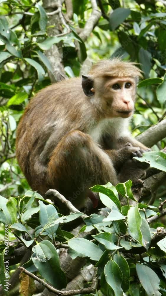 Monkey macaque sitting on tree in Sri Lanka. Vertical video Monkey macaque sitting on tree in Sri Lanka. Vertical video