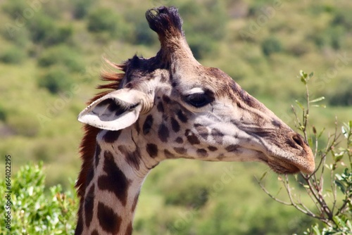 Girafe de la reserve du Masaï Mara au Kenya