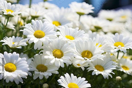 White daisy flowers.