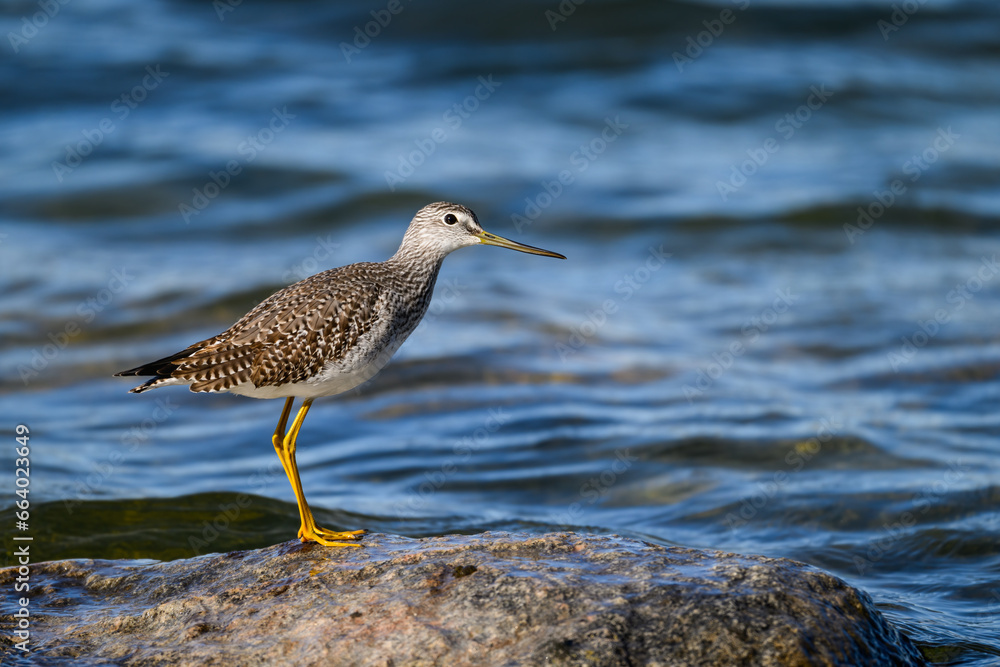 Closeup portrait of Greater Yellowlegs standing on rock against pond with blue water Closeup portrait of Greater Yellowlegs standing on rock against pond with blue water