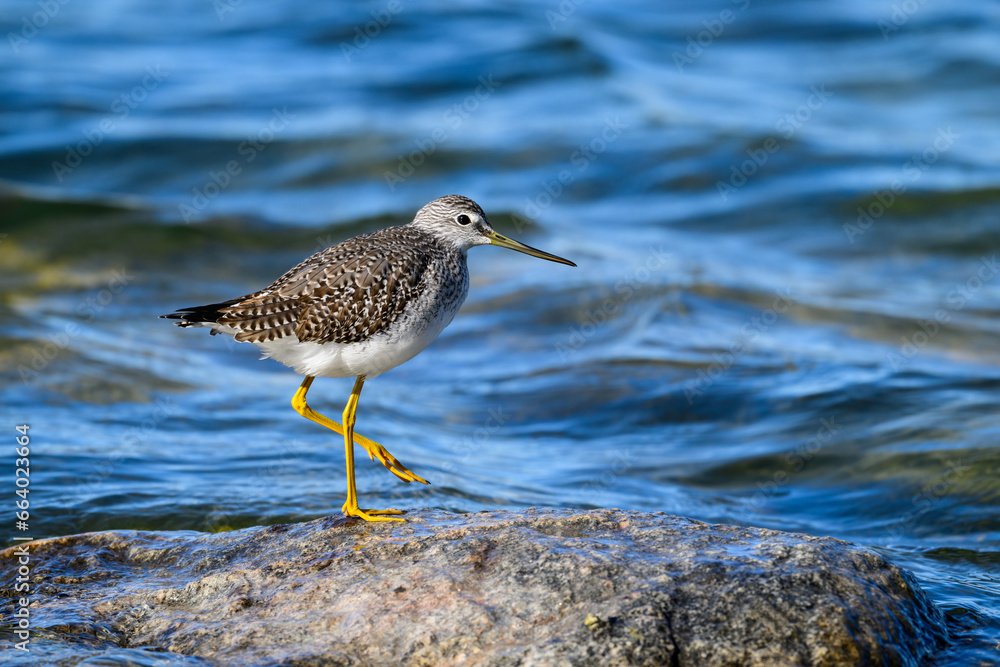 Closeup portrait of Greater Yellowlegs standing on rock against pond with blue water Closeup portrait of Greater Yellowlegs standing on rock against pond with blue water
