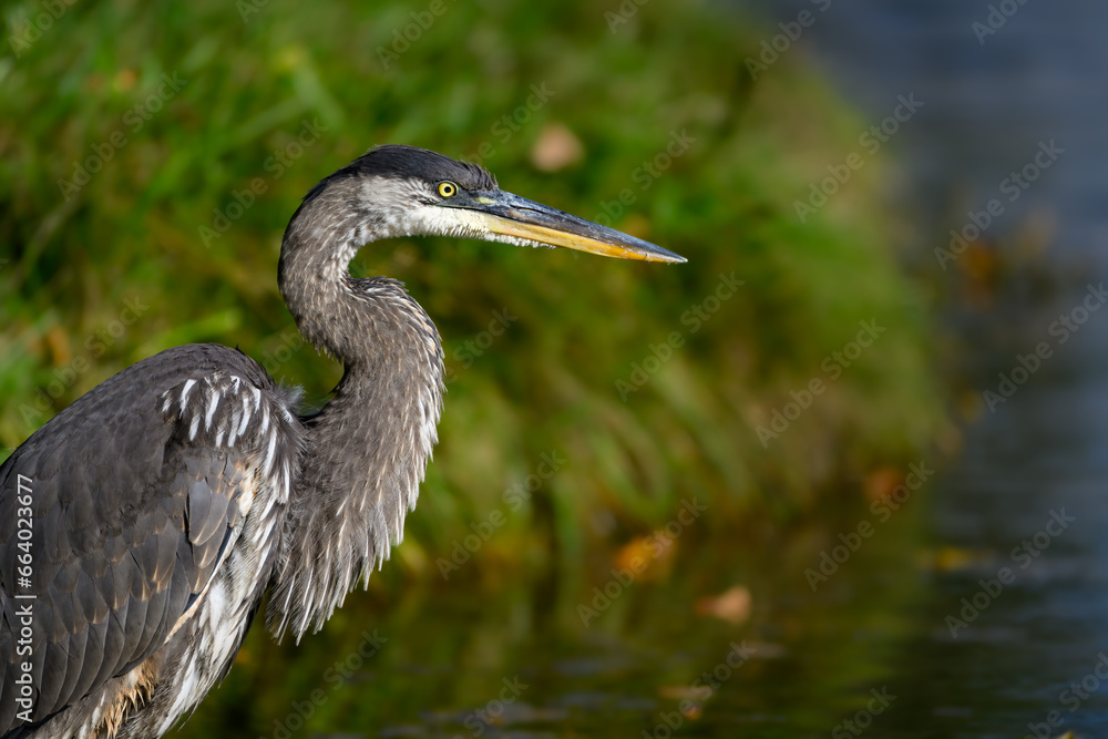 Great Blue Heron on the pond, closeup portrait Great Blue Heron on the pond, closeup portrait