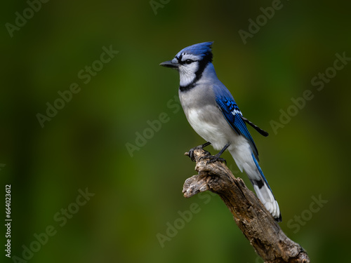 Closeup portrait of Blue Jay on green background in fall © FotoRequest