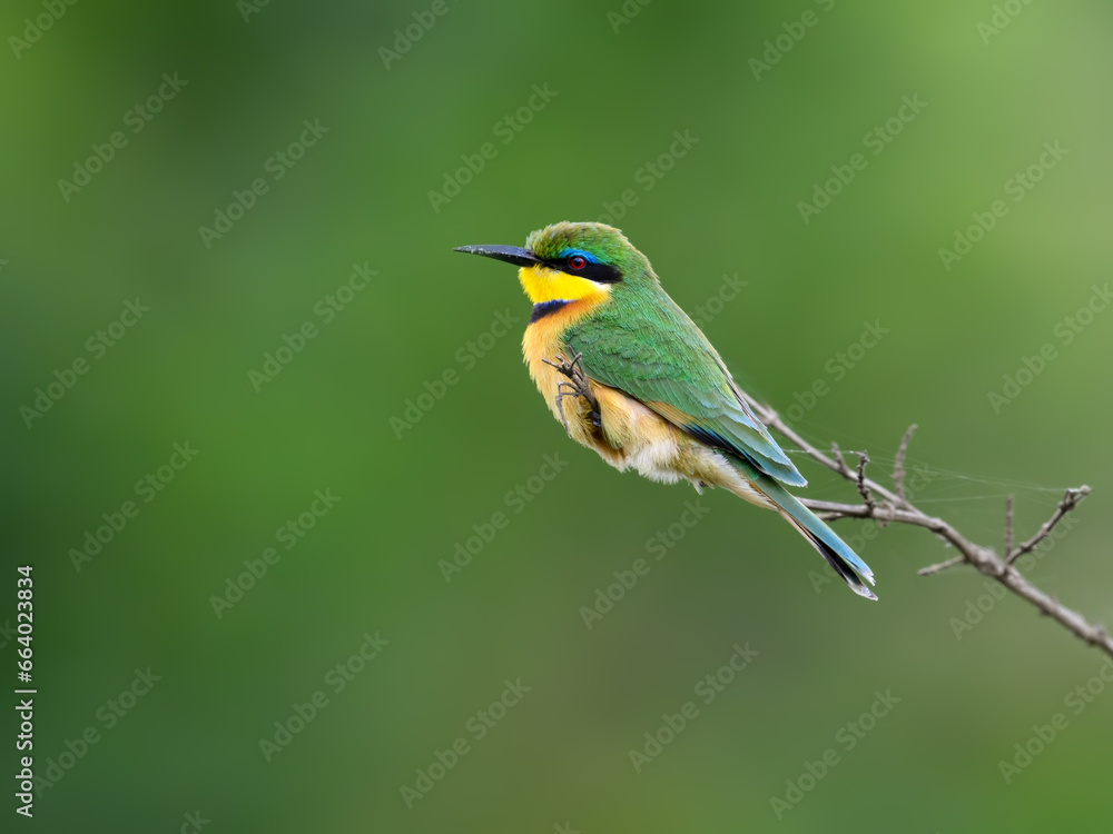 Fototapeta premium Little Bee-eater on green background, closeup portrait