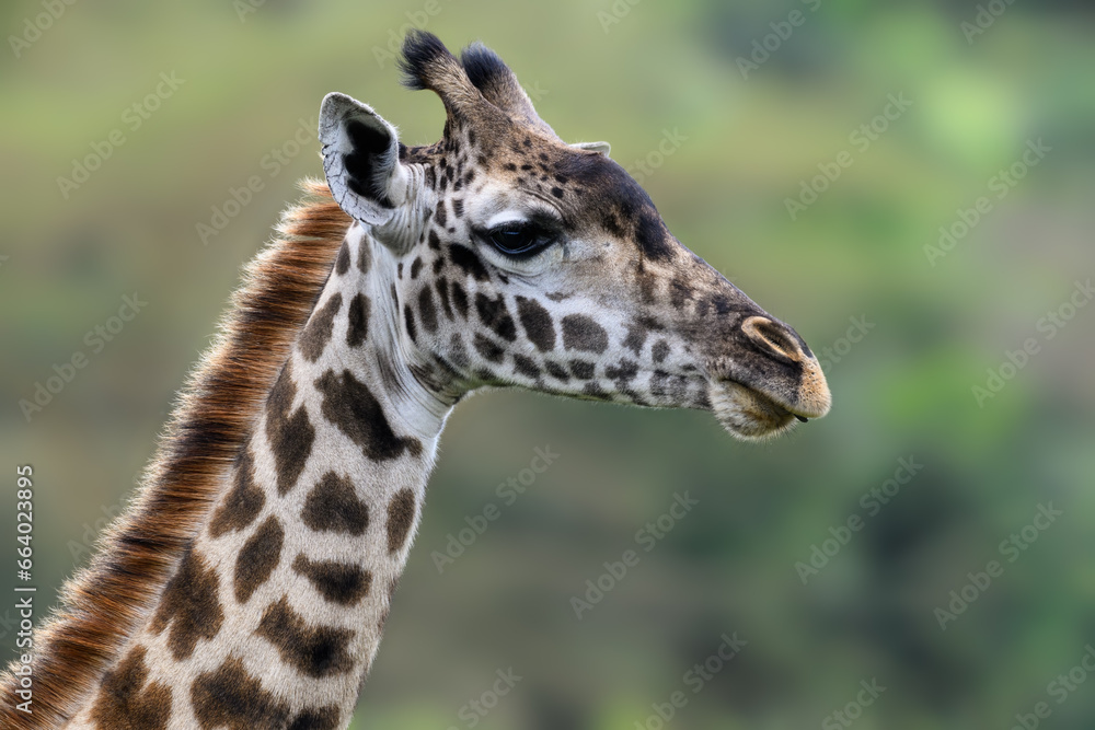 Masai Giraffe closeup portrait on green background Masai Giraffe closeup portrait on green background