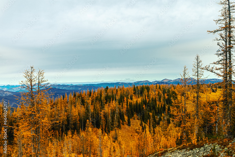 larch fall autumn trees forest in the mountains