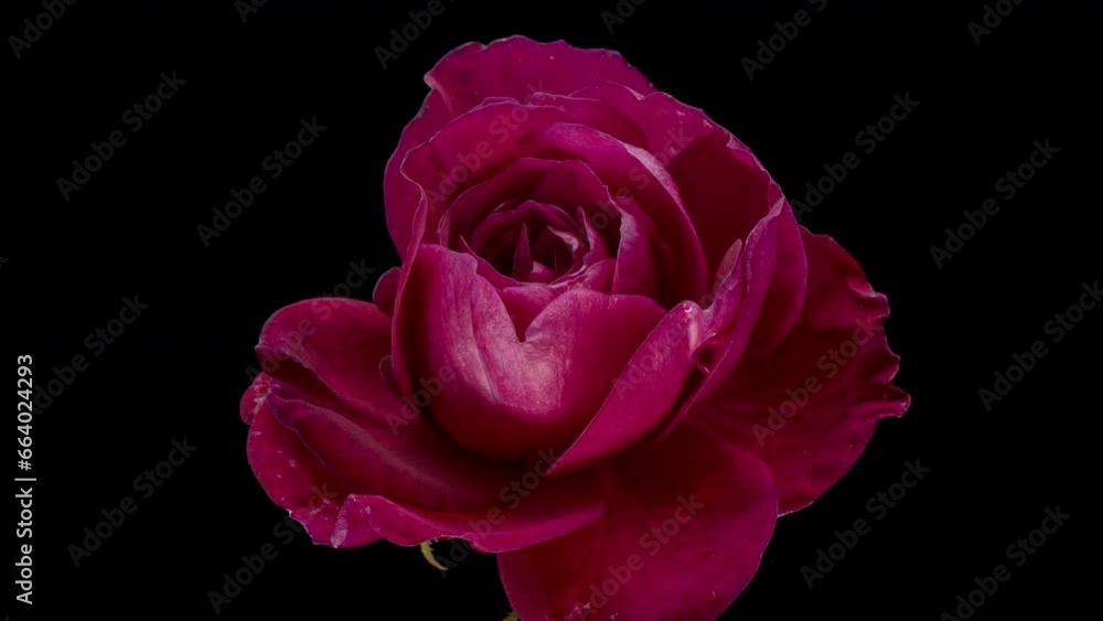 Beautiful pink rose opening on black background, close up. Beautiful pink rose opening on black background, close up.