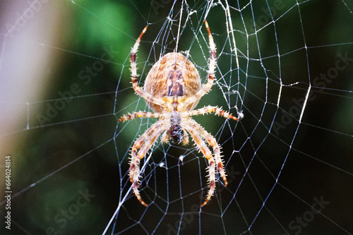 Eine Spinne in ihrem Netz