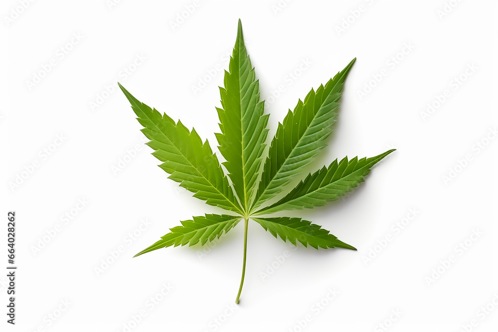 marijuana leaf isolated on white background marijuana leaf isolated on white background