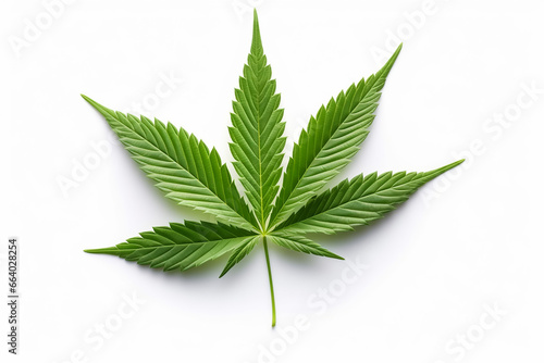 marijuana leaf isolated on white background