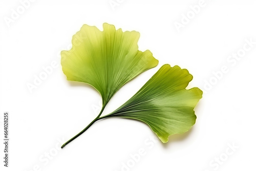 Beautiful fresh green leaf isolated photo