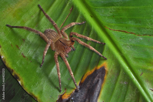 Closeup of the infamous Brazilian wandering or banana spider Phoneutria nigriventer (Araneae: Ctenidae), a medically important spider photographed on a green banana leaf. photo