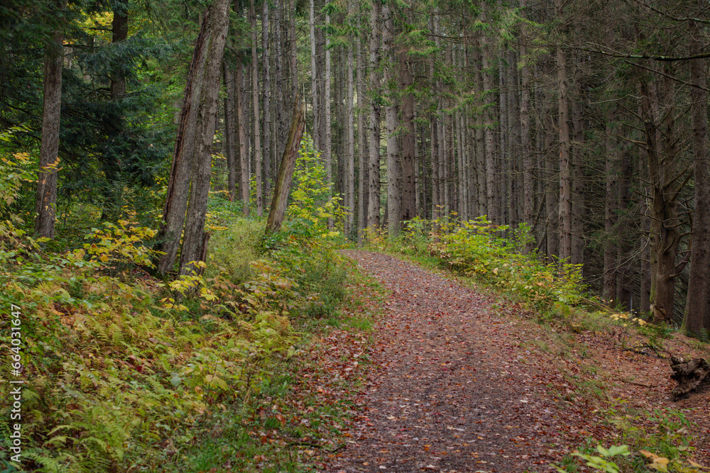 Fototapeta premium Wet weather autumn day, woodland trail, fall foliage copy space background image