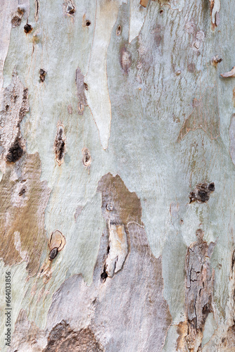 Close up detail from eucalyptus tree bark