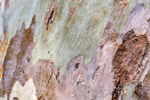 Close up detail from eucalyptus tree bark photo
