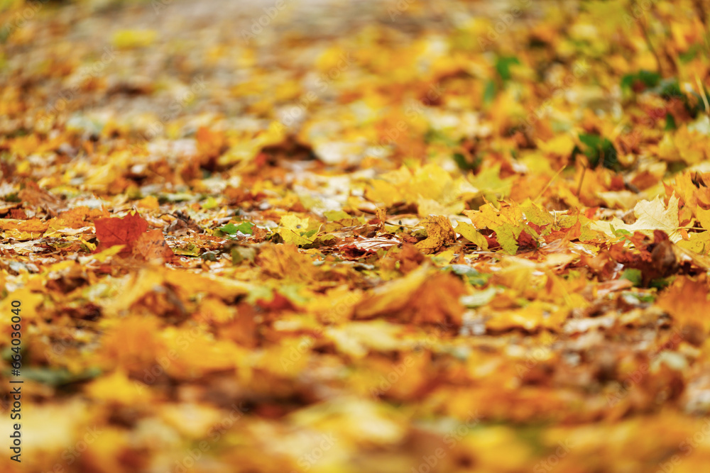 Lively closeup of falling autumn leaves with vibrant backlight from the setting sun Lively closeup of falling autumn leaves with vibrant backlight from the setting sun