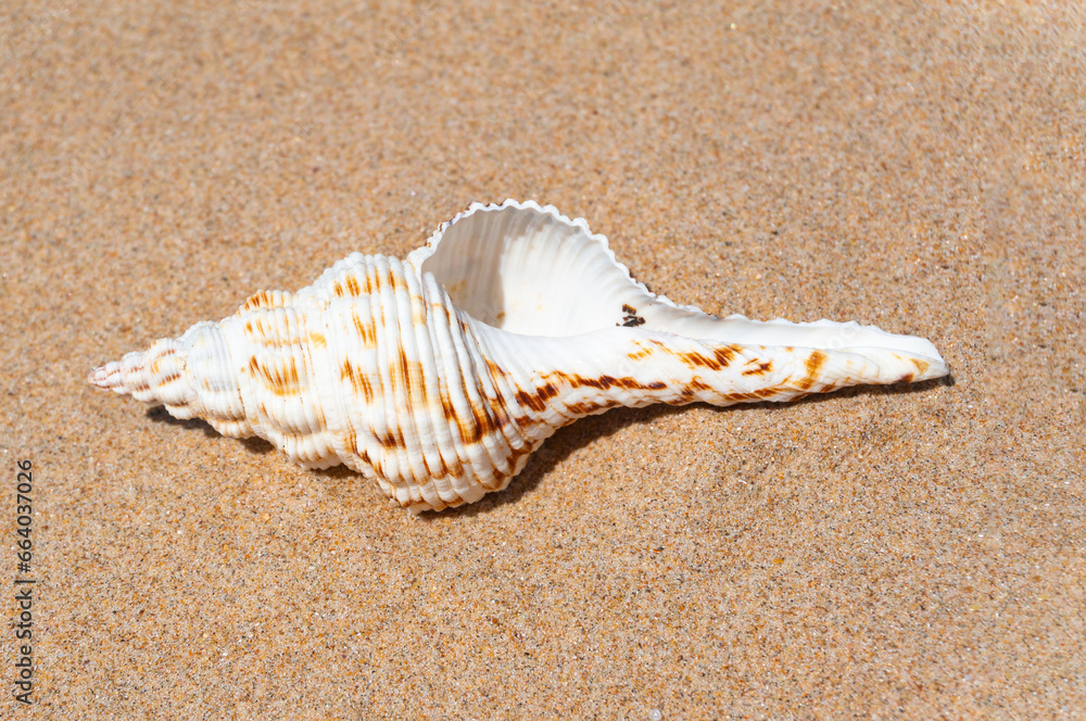 Seashell on fine beach sand background in summer sun. Clean sand beach grain, natural textured. Concept recreation, tourism, vacation, relax, beach holiday, travel design, close up, top view Seashell on fine beach sand background in summer sun. Clean sand beach grain, natural textured. Concept recreation, tourism, vacation, relax, beach holiday, travel design, close up, top view