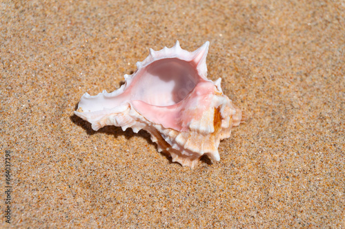 Seashell on fine beach sand background in summer sun. Clean sand beach grain, natural textured. Concept recreation, tourism, vacation, relax, beach holiday, travel design, close up, top view