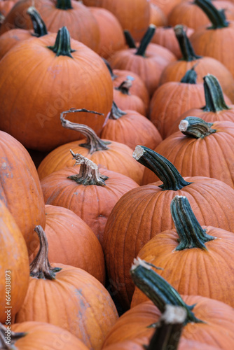 Pumpkins For Halloween photo