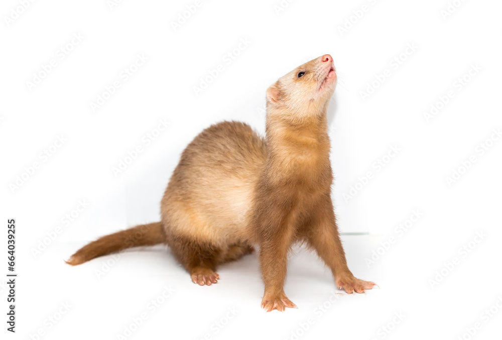 Ferret on a white background is insulated. Light color of the pet. Ermine, weasel, marten. Ferret on a white background is insulated. Light color of the pet. Ermine, weasel, marten.