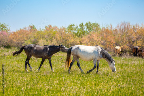 A herd of horses graze in the meadow in summer  eat grass  walk and frolic. Pregnant horses and foals  livestock breeding concept.