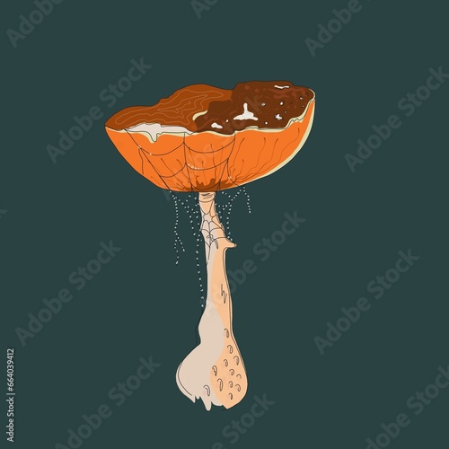 Fly Agaric Mushroom on Dark Background
