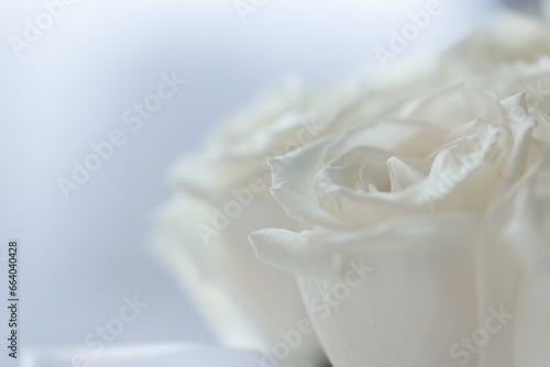White rose flower with dew drops closeup. Macro. Selectiv focus. For design. Nature. Background. Close up photo.